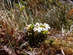 Euphrasia petriei