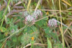 Trifolium hirtum