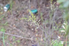 Helictochloa marginata