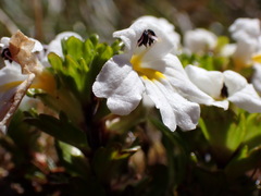 Euphrasia petriei