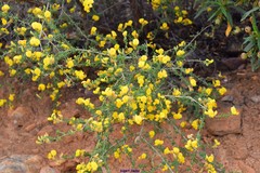 Adenocarpus telonensis