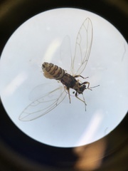 Bactericera cockerelli