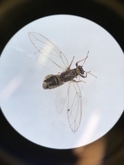 Bactericera cockerelli