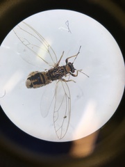 Bactericera cockerelli