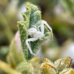 Mecaphesa californica
