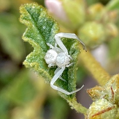 Mecaphesa californica
