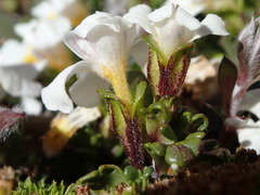 Euphrasia petriei