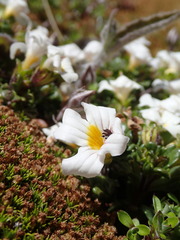 Euphrasia petriei
