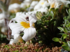 Euphrasia petriei