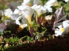 Euphrasia petriei