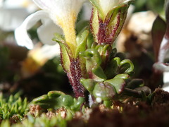 Euphrasia petriei