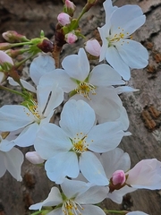 Prunus × yedoensis