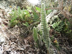 Pleopeltis lepidopteris
