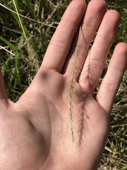 Setaria scheelei