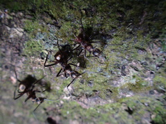Polyrhachis bihamata
