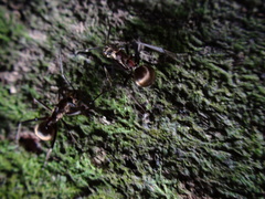 Polyrhachis bihamata