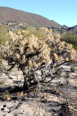 Cylindropuntia molesta