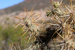 Cylindropuntia molesta