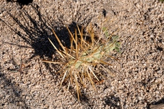 Cylindropuntia molesta