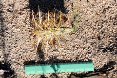 Cylindropuntia molesta