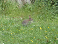 Oryctolagus cuniculus