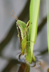 Oxya hyla