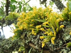 Acianthera sonderiana