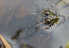 Ptychadena taenioscelis