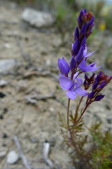 Veronica tenuifolia