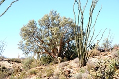 Pachycormus discolor