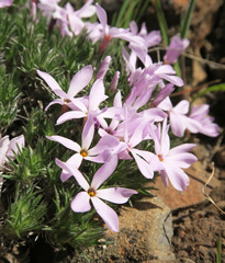 Phlox douglasii