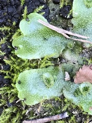 Marchantia inflexa
