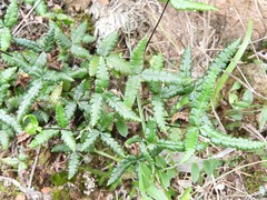 Doryopteris triphylla