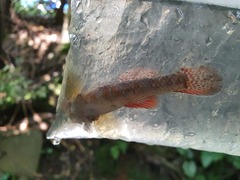 Gobiomorphus huttoni