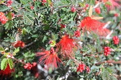 Calliandra californica
