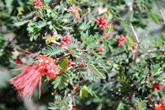 Calliandra californica