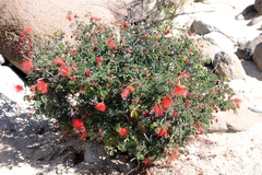 Calliandra californica