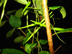 Vincetoxicum floribundum