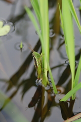 Oxya hyla