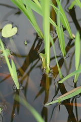 Oxya hyla