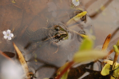 Ptychadena taenioscelis