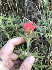 Castilleja martini martini