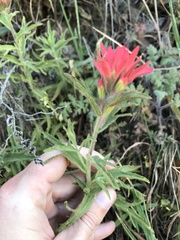 Castilleja martini martini