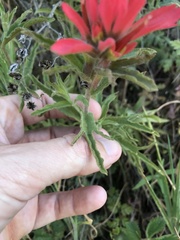 Castilleja martini martini