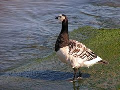 Branta leucopsis