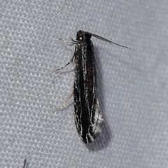 Nemapogon rileyi