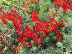 Lotus berthelotii