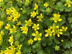 Ranunculus arvensis