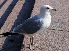 Larus canus canus
