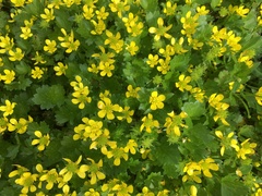 Ranunculus arvensis